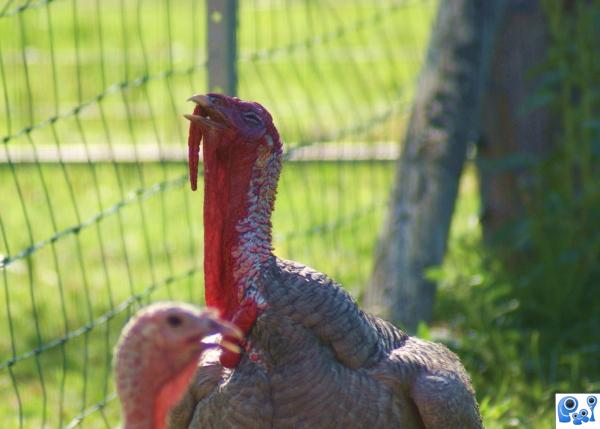 Wild Turkey